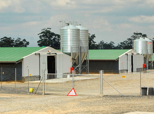 Modern Poultry Farm Chicken Farm Steel Structure Building Light Steel Structure Poultry