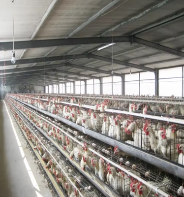 Moderne licht pluimveebedrijf schuren kippenhok Design staalbouw boerderijhuis