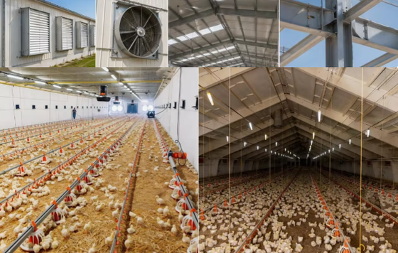 Automatische staalconstructies van kippenboerderijen voor commerciële pluimveehuizen